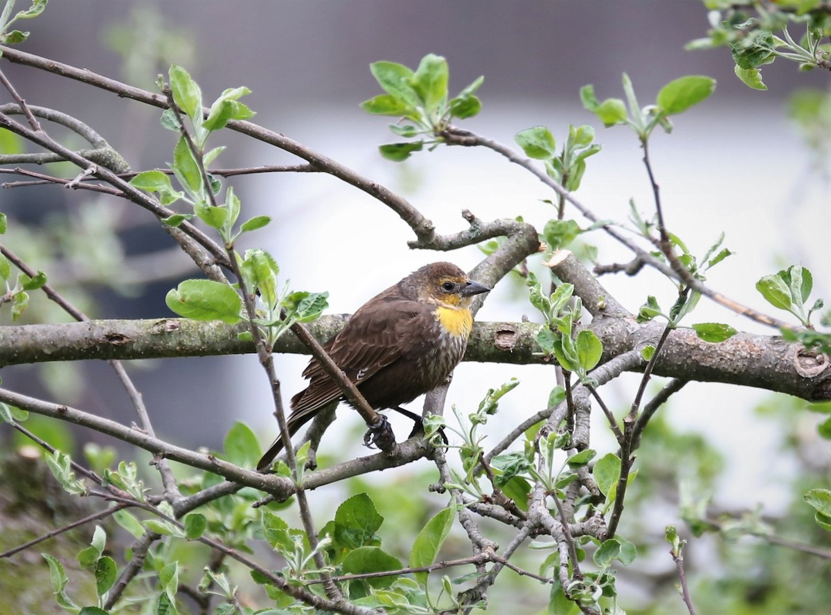 Yellow-headed Blackbird - janice strandburg-strong