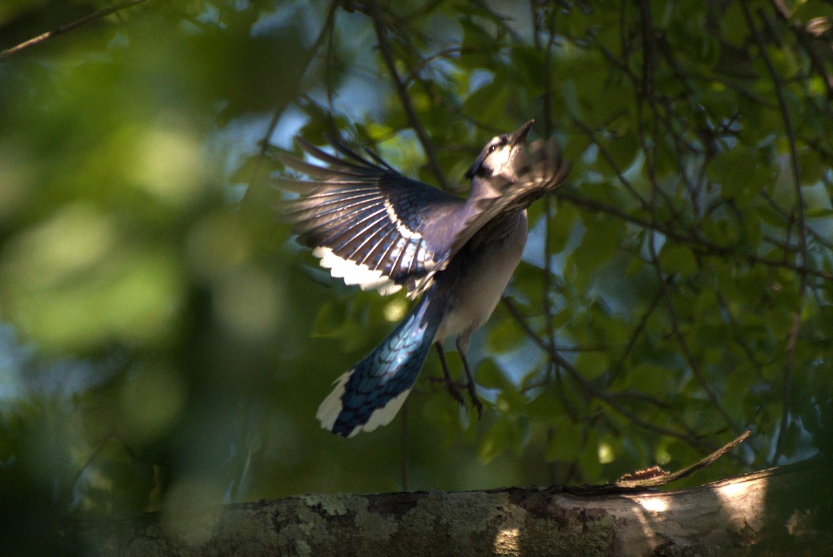 Blue Jay - ML334728971