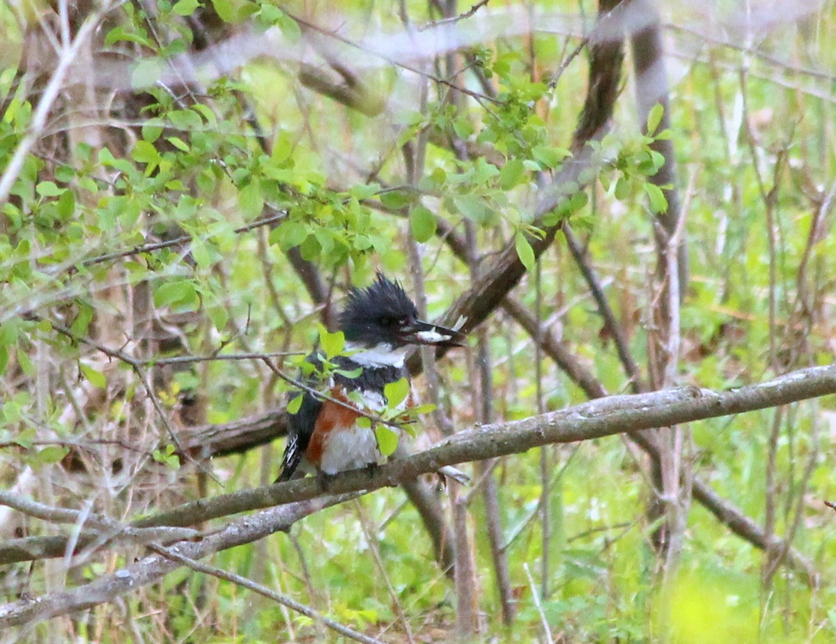 Belted Kingfisher - ML334729121