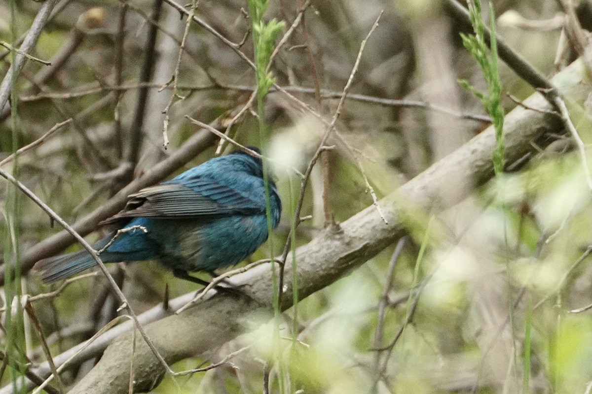 Passerin indigo - ML334729151