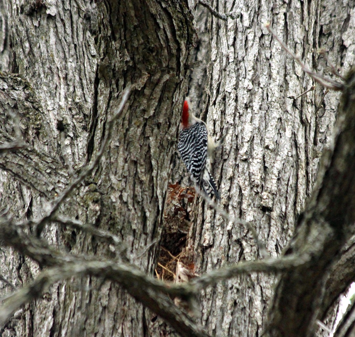Red-bellied Woodpecker - ML334729291