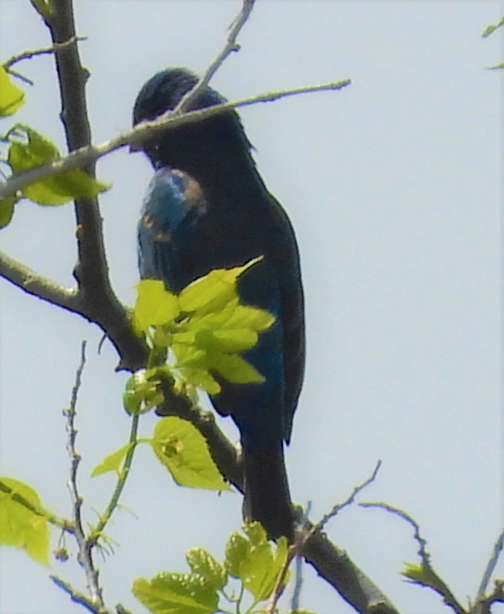 Blue Grosbeak - John  Paalvast