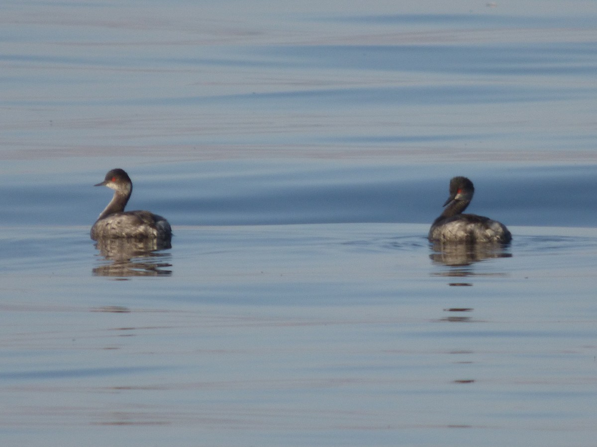 Eared Grebe - ML33472951