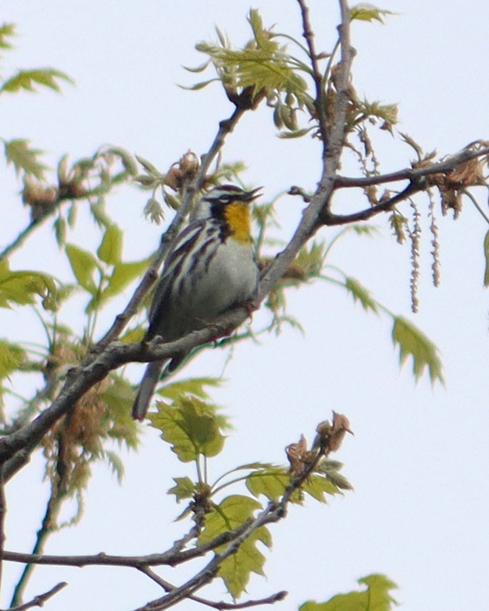 Yellow-throated Warbler - ML334729701