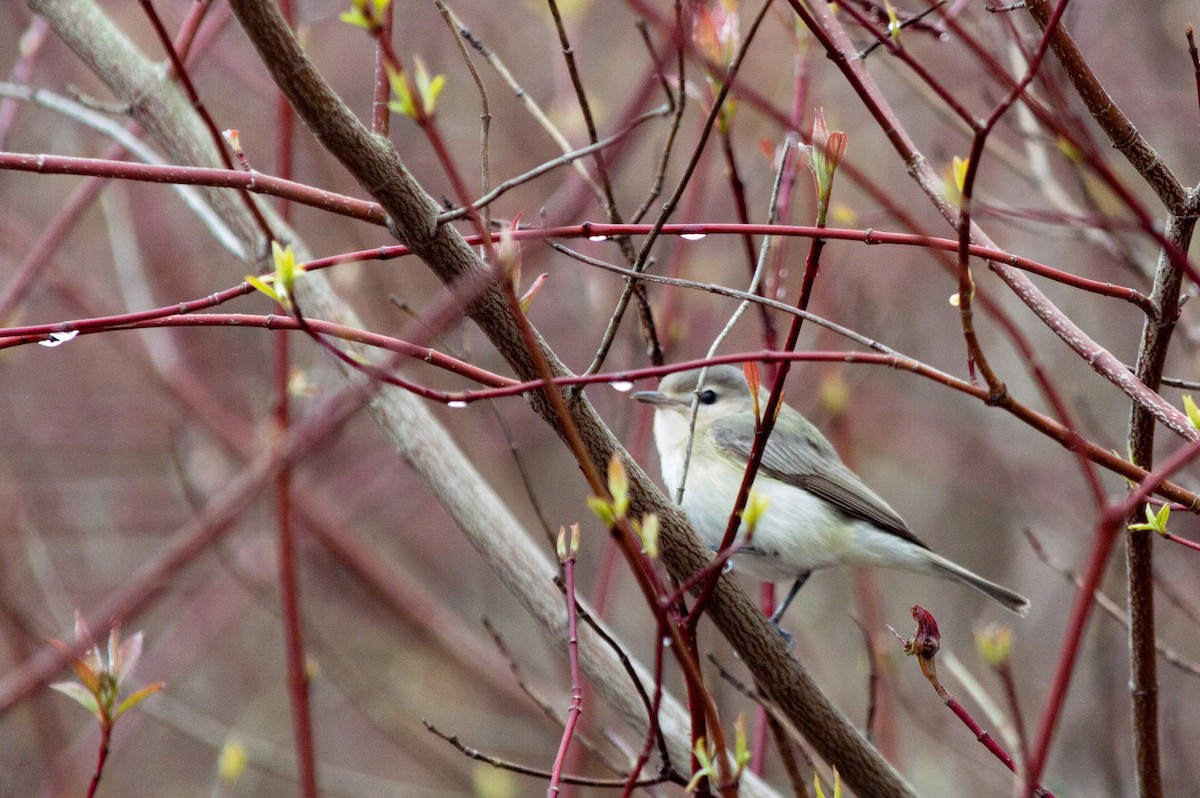 Warbling Vireo - Dolan Bohnert