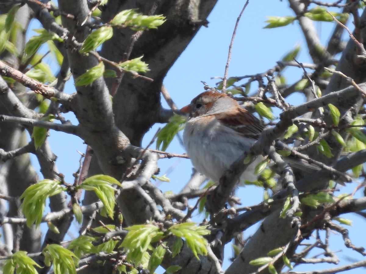 Field Sparrow - ML334732341