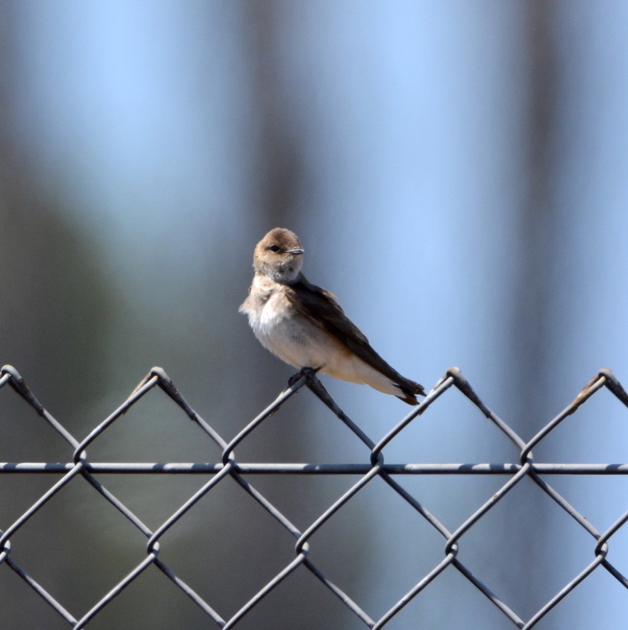 Northern Rough-winged Swallow - ML334734631