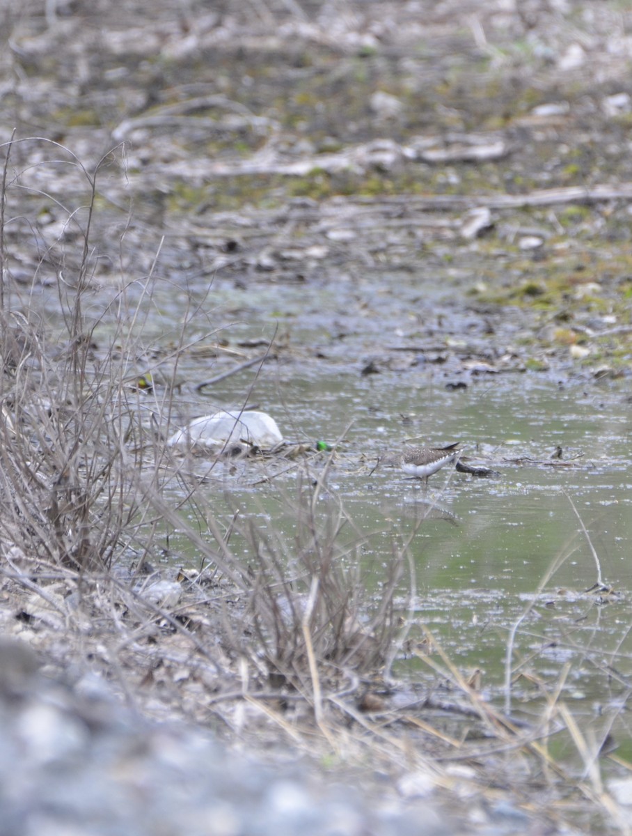 Solitary Sandpiper - ML334734791