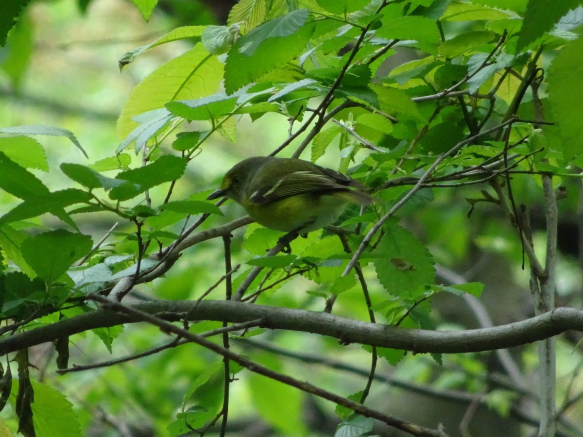 White-eyed Vireo - ML334734991