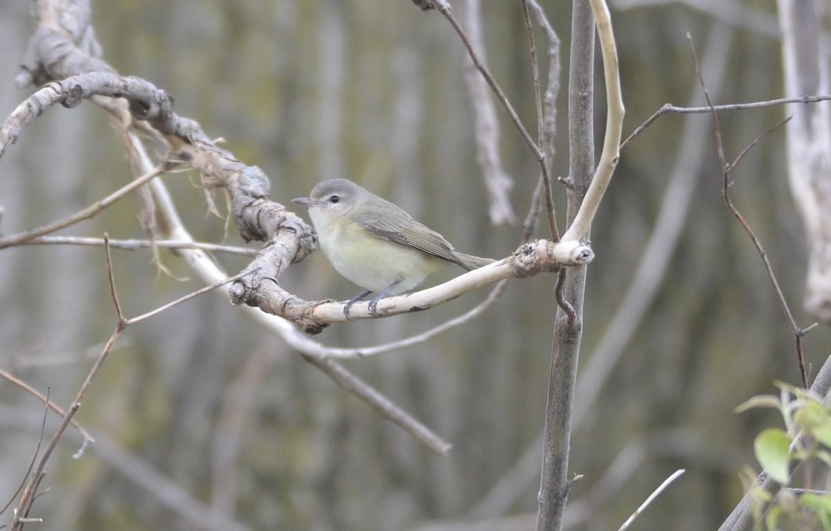 Warbling Vireo - ML334735141