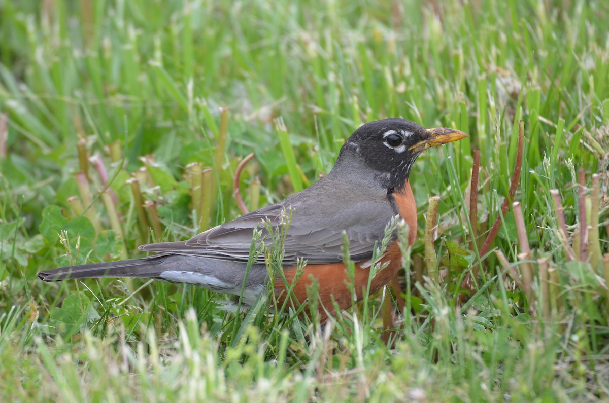 American Robin - ML334735371