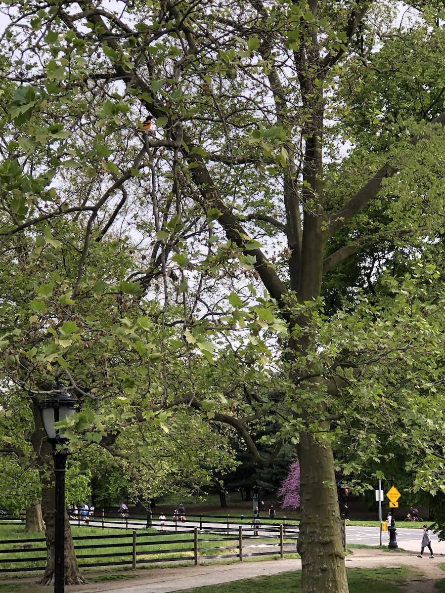 Baltimore Oriole - ML334737071