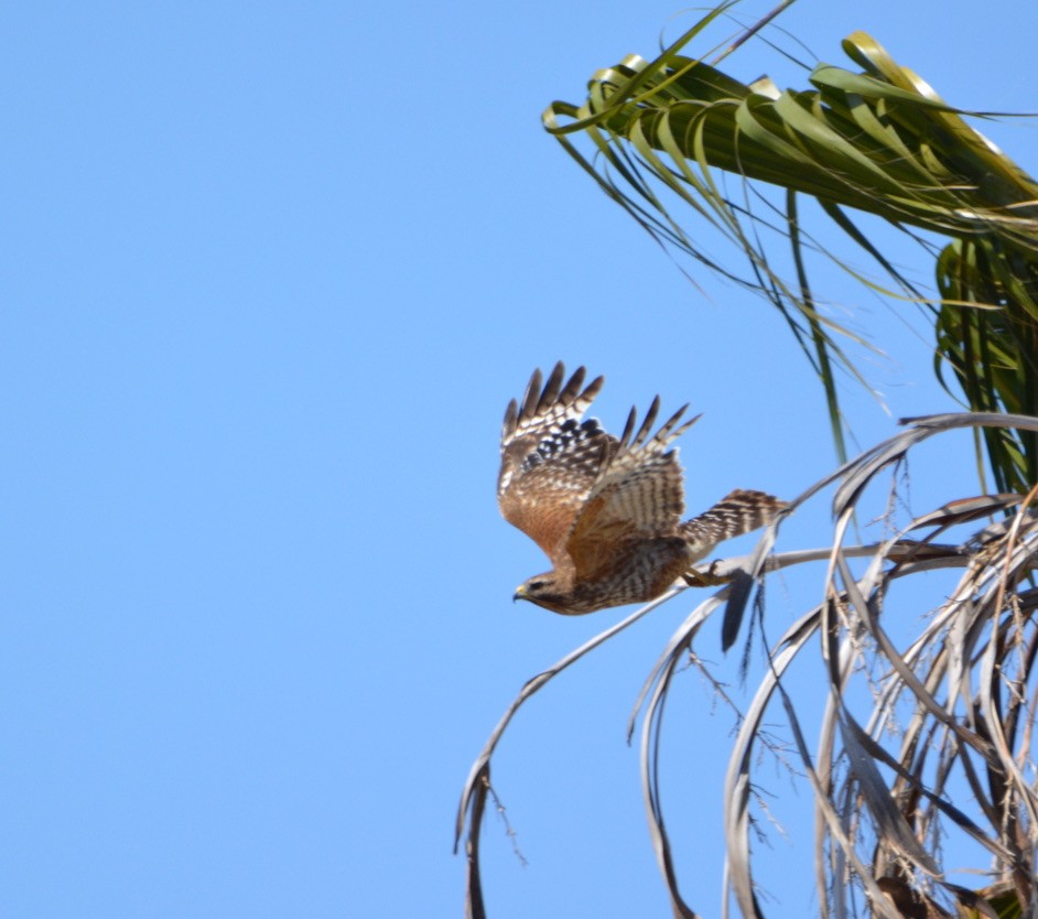 Red-shouldered Hawk - ML334740291