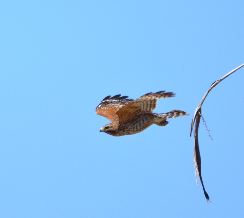 Red-shouldered Hawk - ML334740321