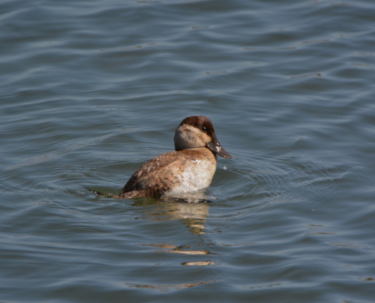 Ruddy Duck - ML334740821