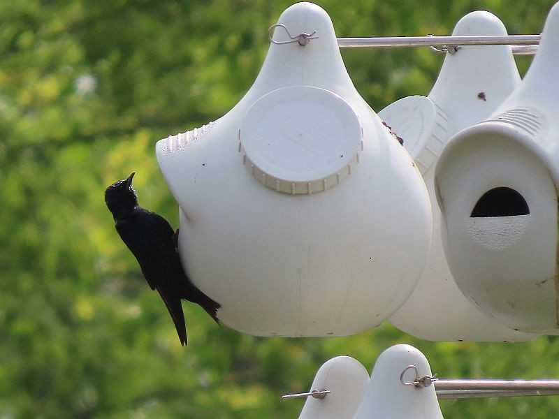 Purple Martin - ML334740941