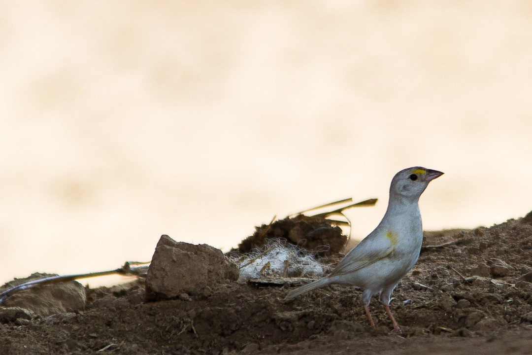 Grassland Sparrow - ML334742591
