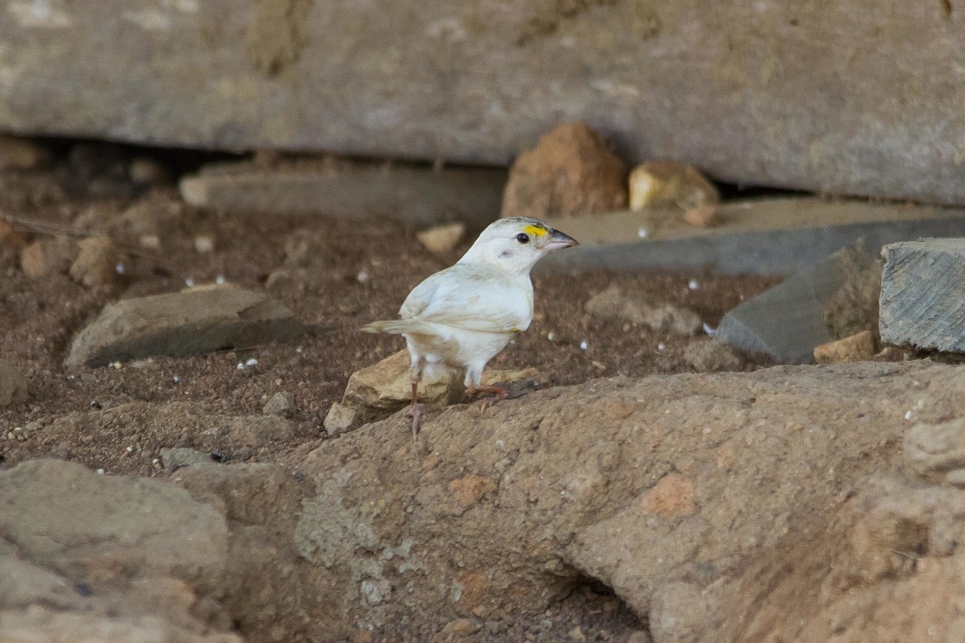 Grassland Sparrow - ML334742611