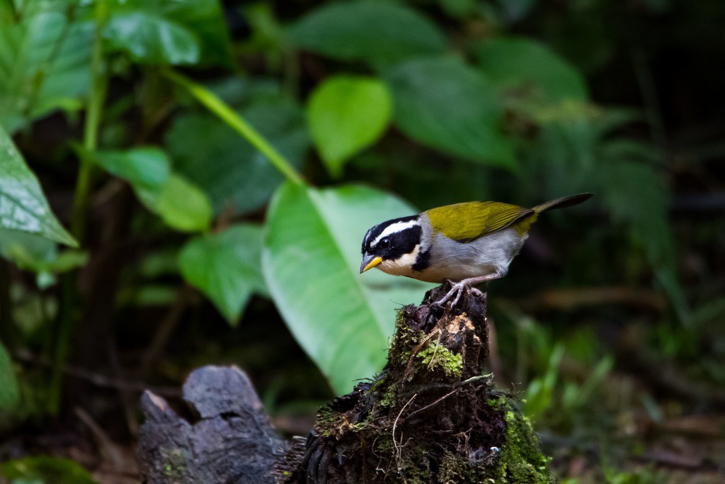 Half-collared Sparrow - ML334745301