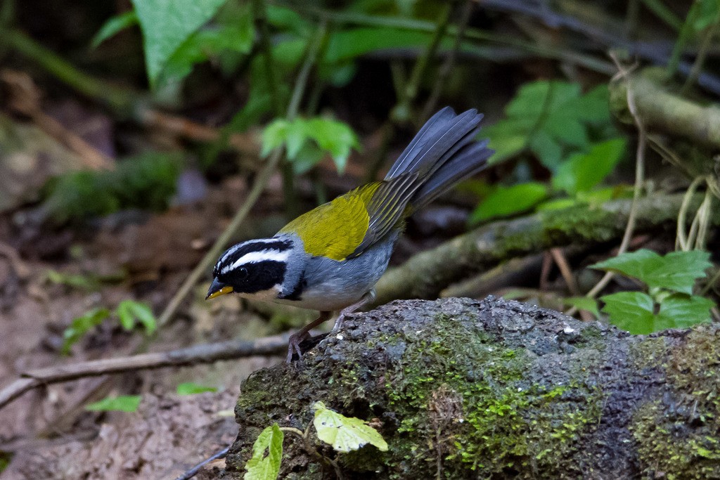 Half-collared Sparrow - ML334745311