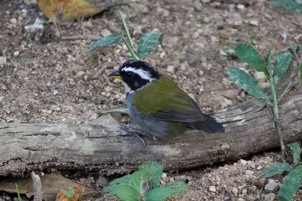 Half-collared Sparrow - ML334745351