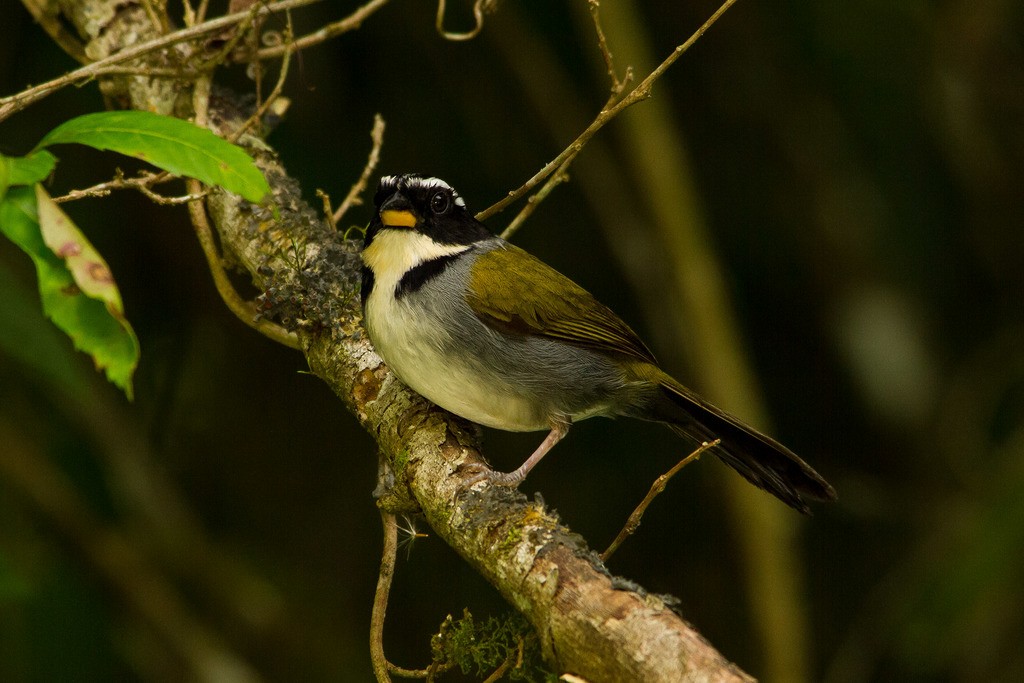 Half-collared Sparrow - ML334745371