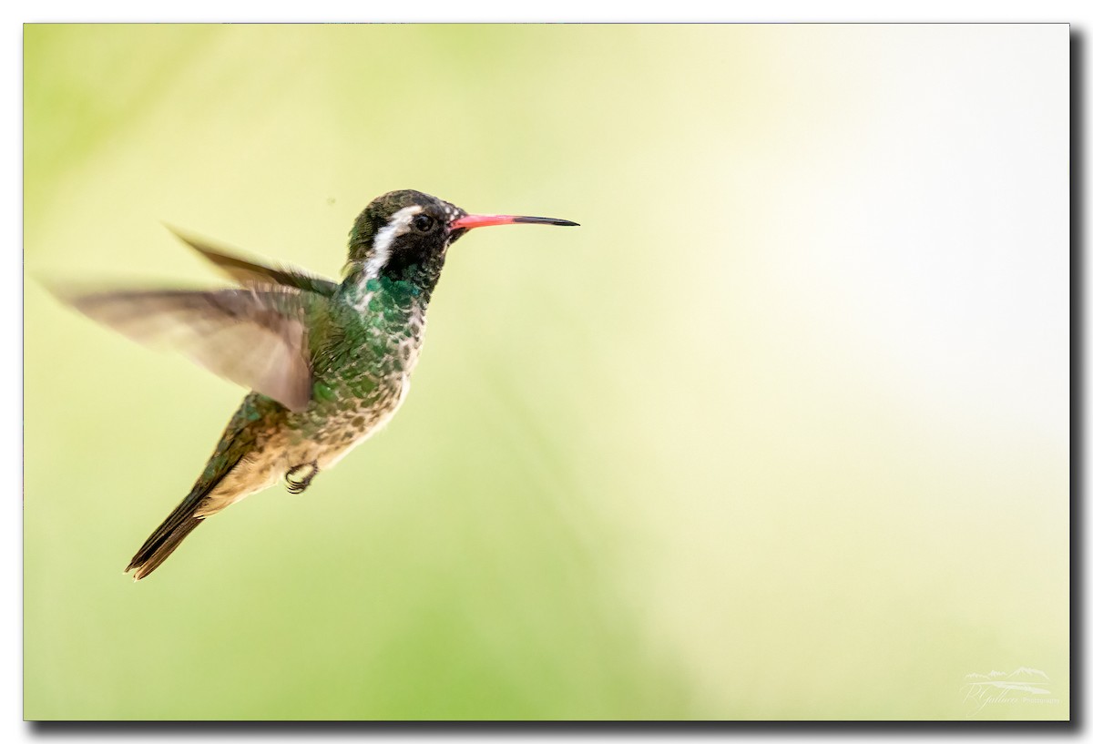 White-eared Hummingbird - ML334748431