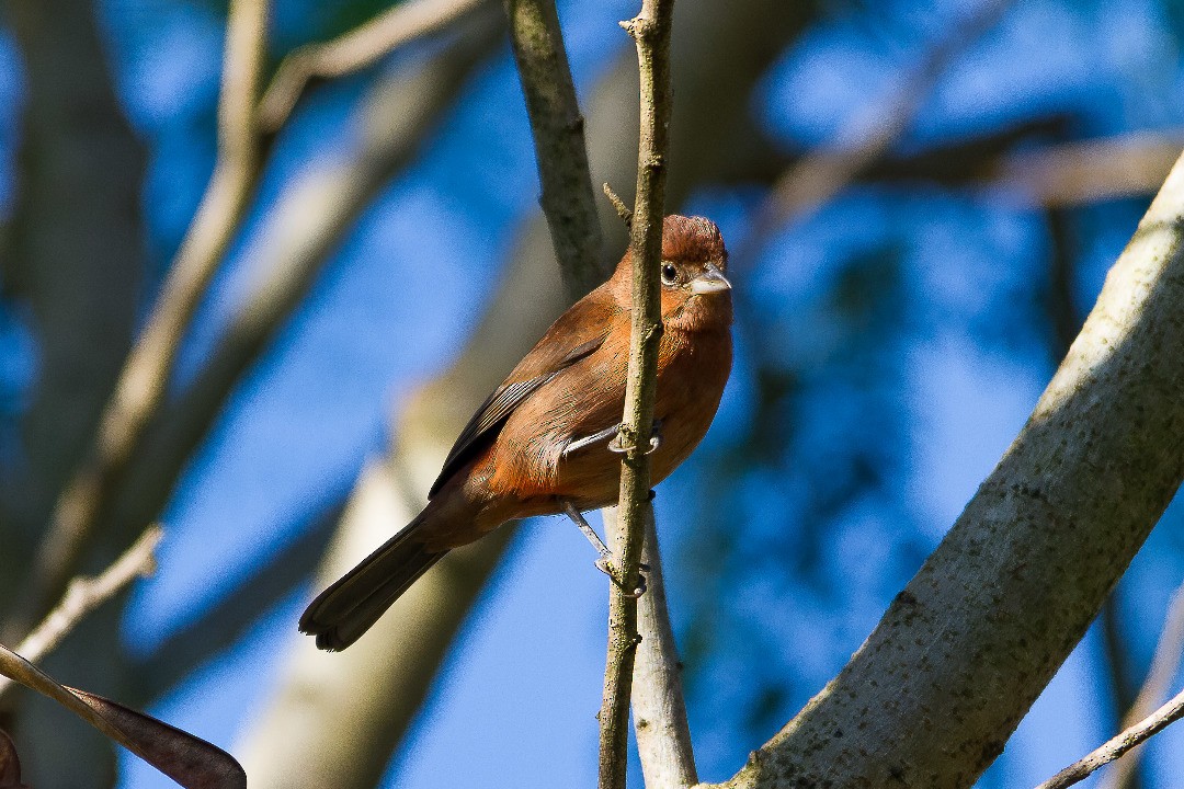 Red-crested Finch - ML334749921