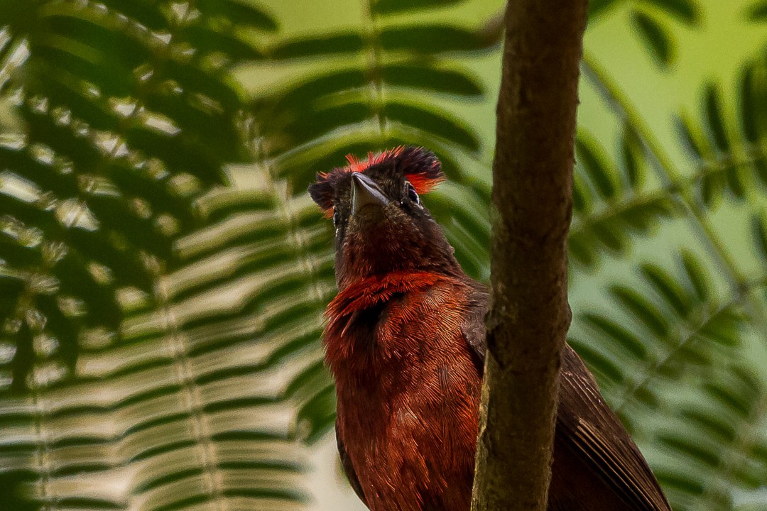 Red-crested Finch - ML334749971