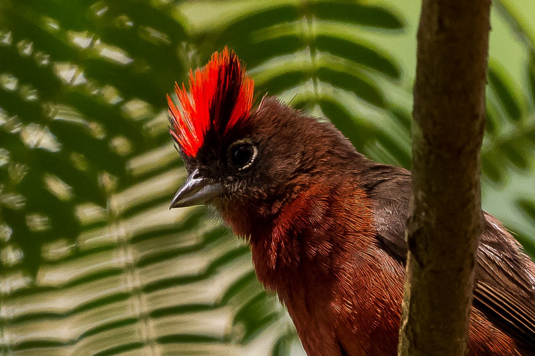 Red-crested Finch - ML334749981