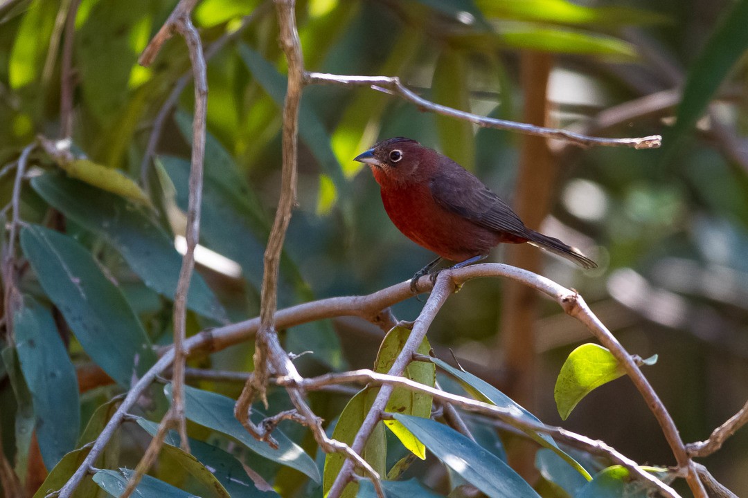 Red-crested Finch - ML334749991
