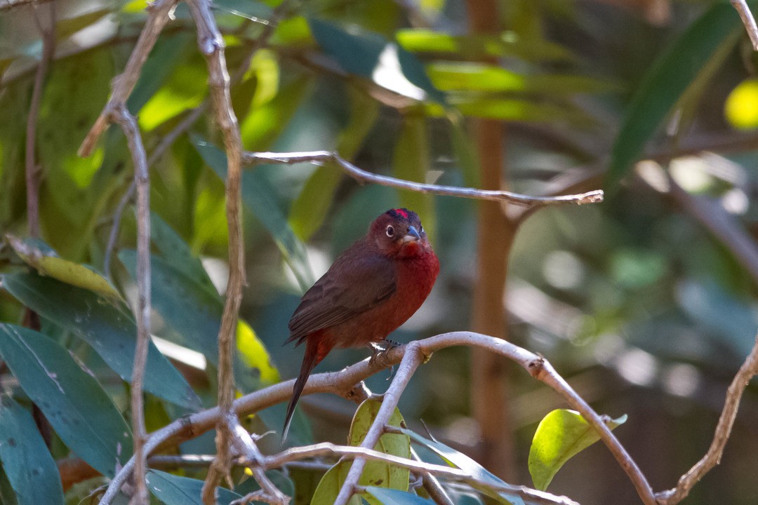 Red-crested Finch - ML334750001