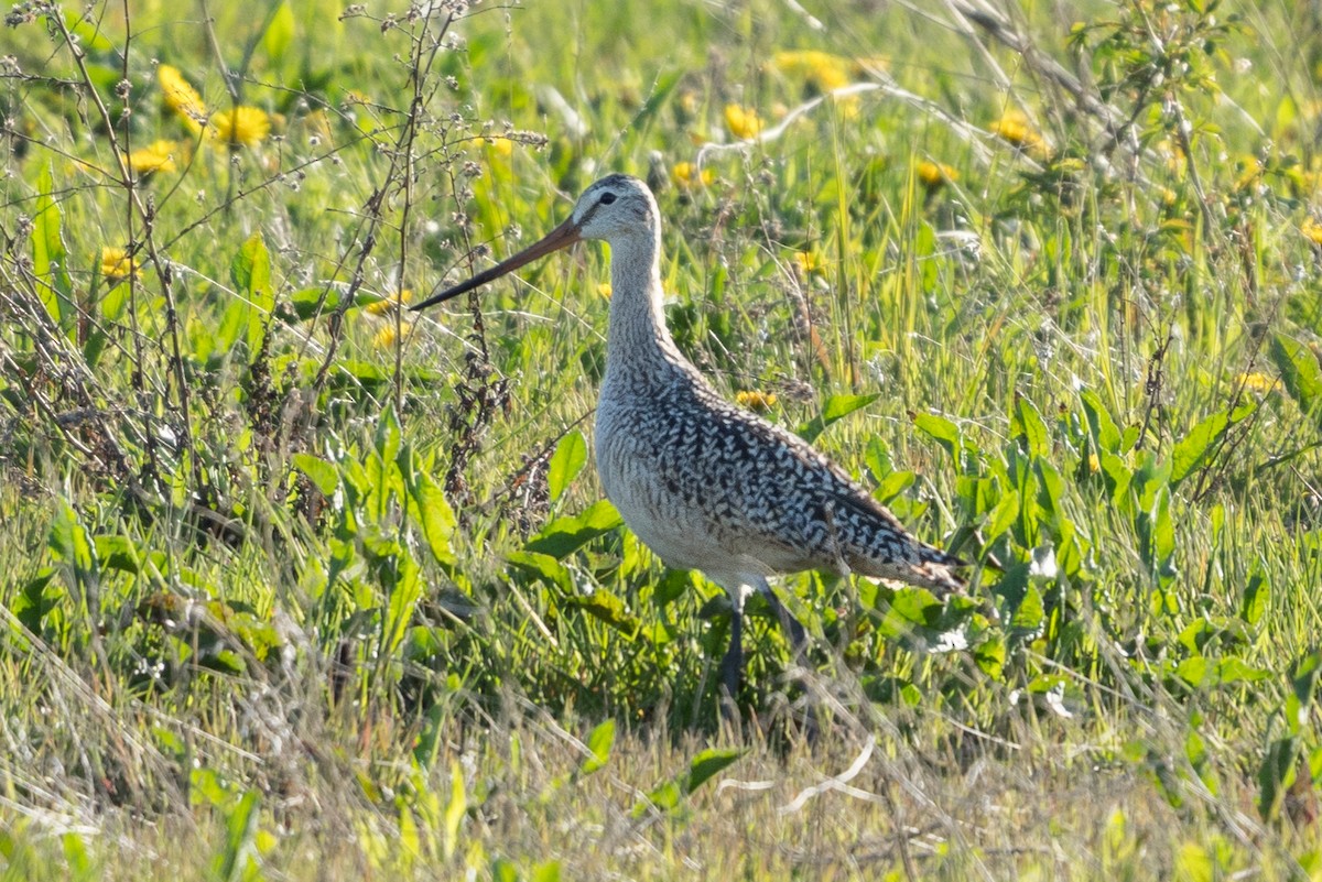 Marbled Godwit - ML334750411