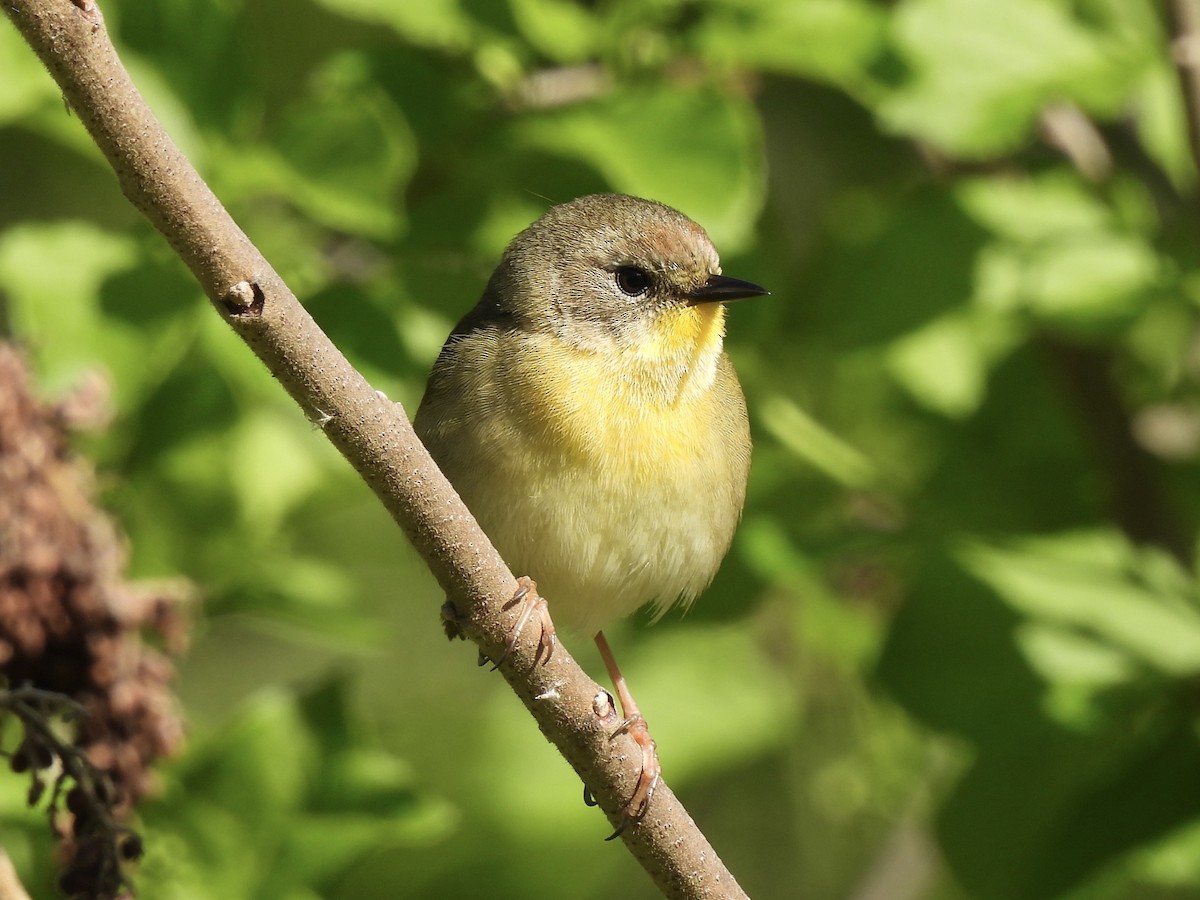 Common Yellowthroat - Candice Burke