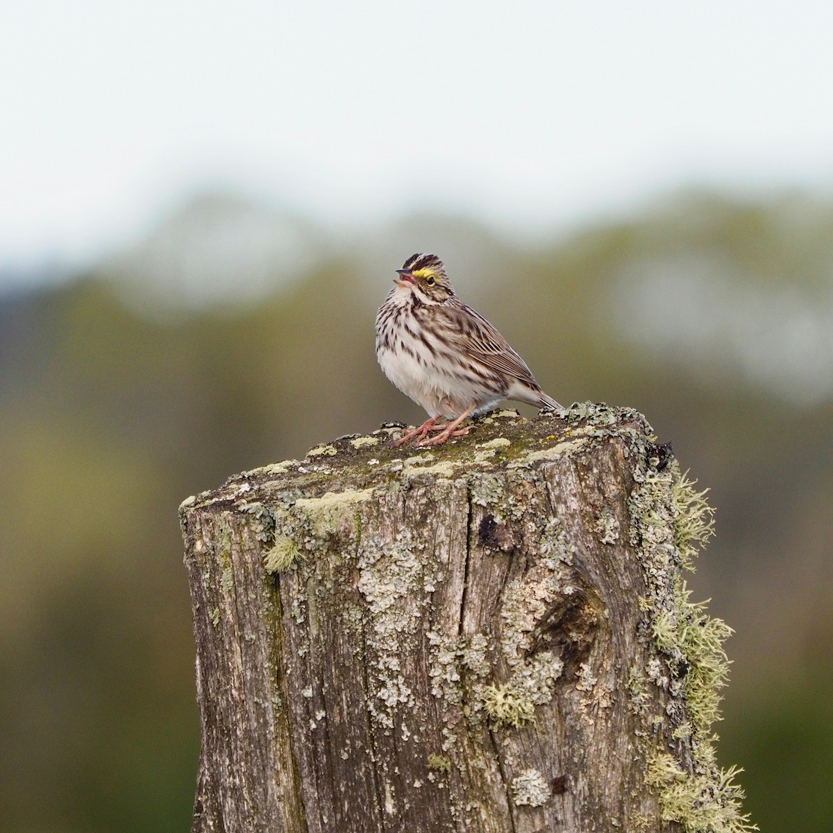 Savannah Sparrow - ML334755961