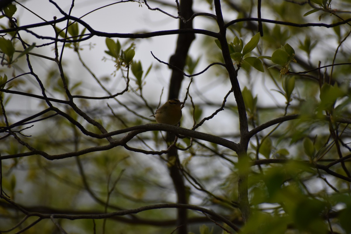 Worm-eating Warbler - ML334757501
