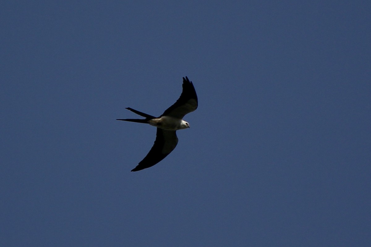 Swallow-tailed Kite - ML334760141