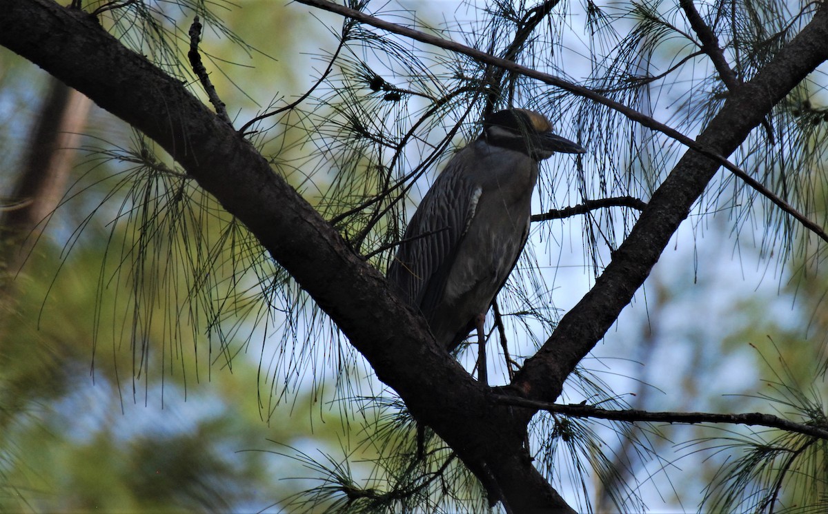 gulkronehegre - ML334761341