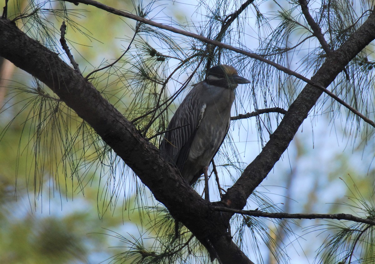 gulkronehegre - ML334761381