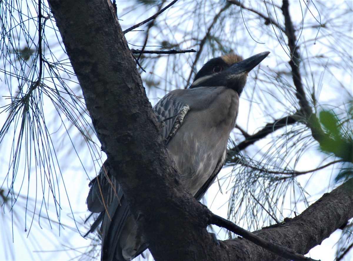 Yellow-crowned Night Heron - ML334761401