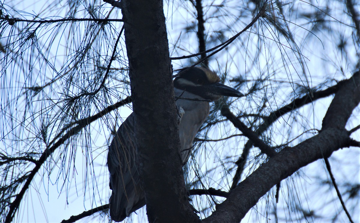 Yellow-crowned Night Heron - ML334761451