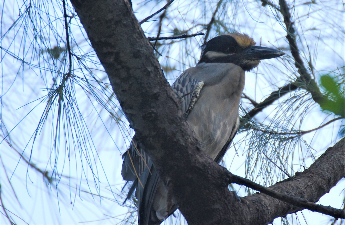 Yellow-crowned Night Heron - ML334761501