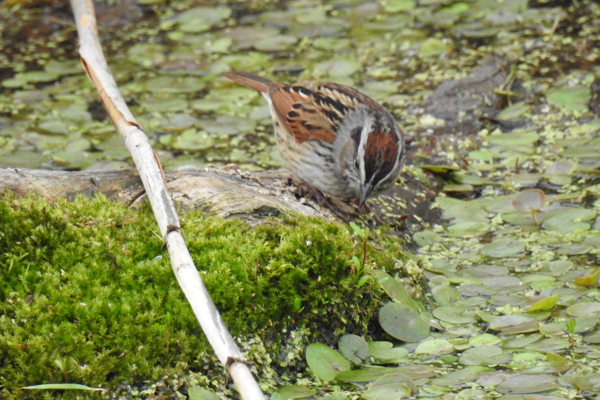 Swamp Sparrow - ML334762131