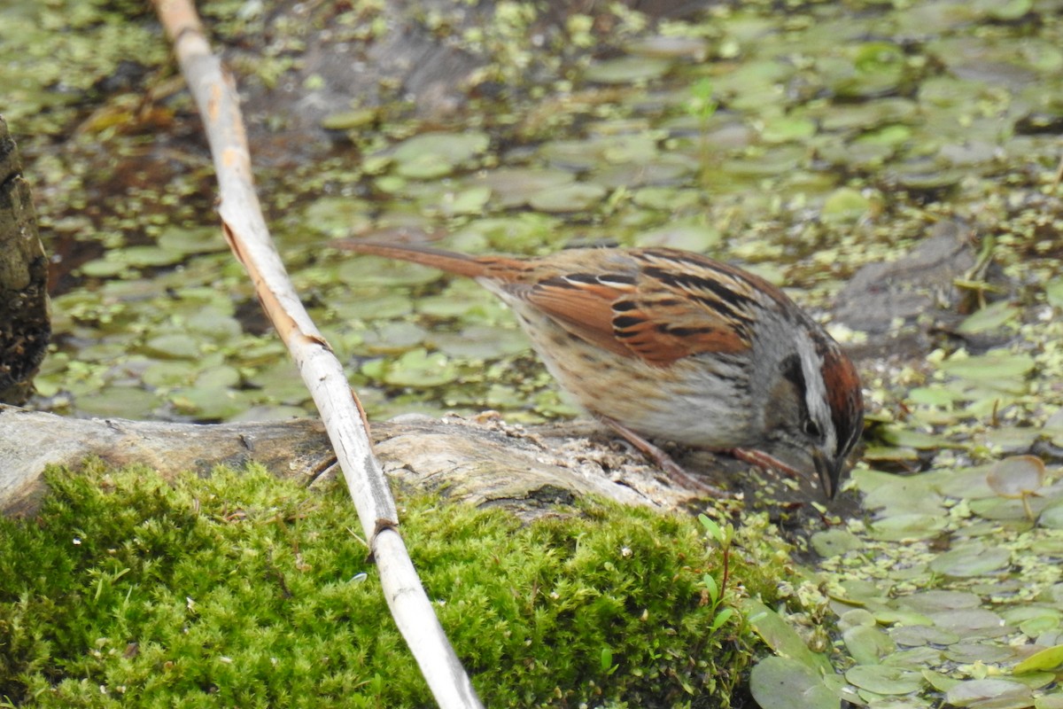 Swamp Sparrow - ML334762151