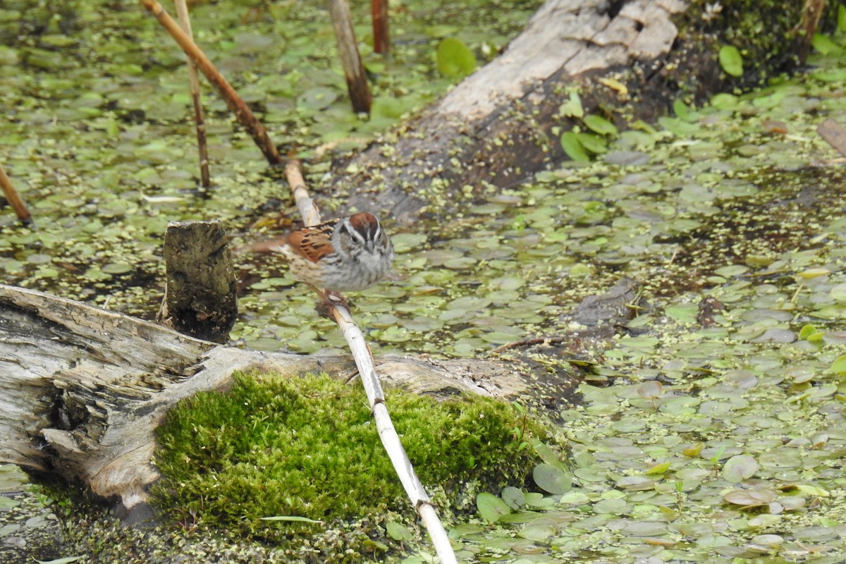 Swamp Sparrow - ML334762261