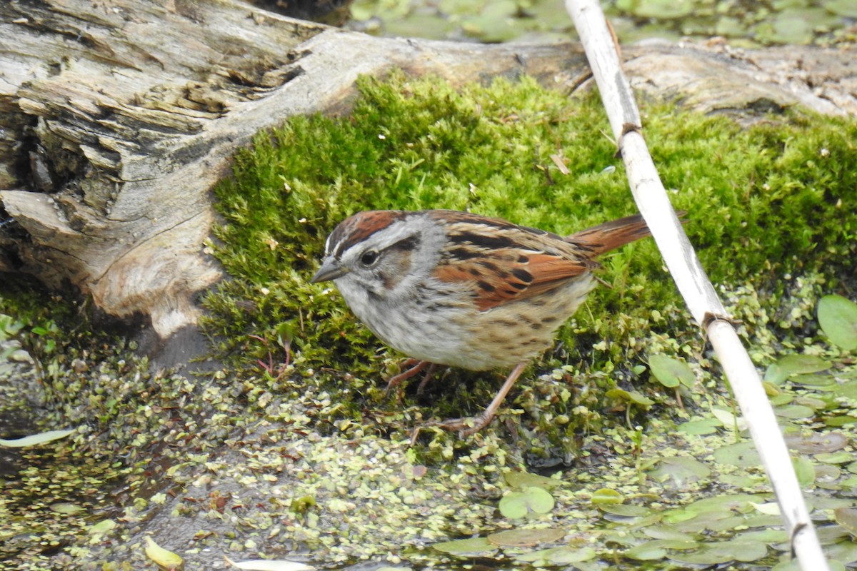 Swamp Sparrow - ML334762311