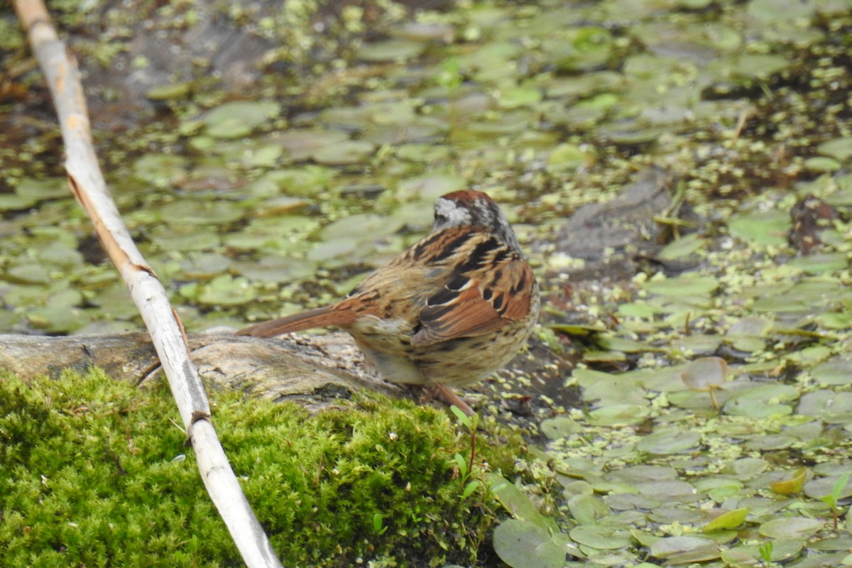 Swamp Sparrow - ML334762321