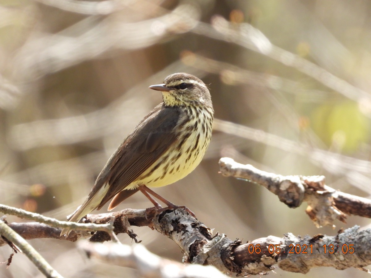 Northern Waterthrush - ML334764831