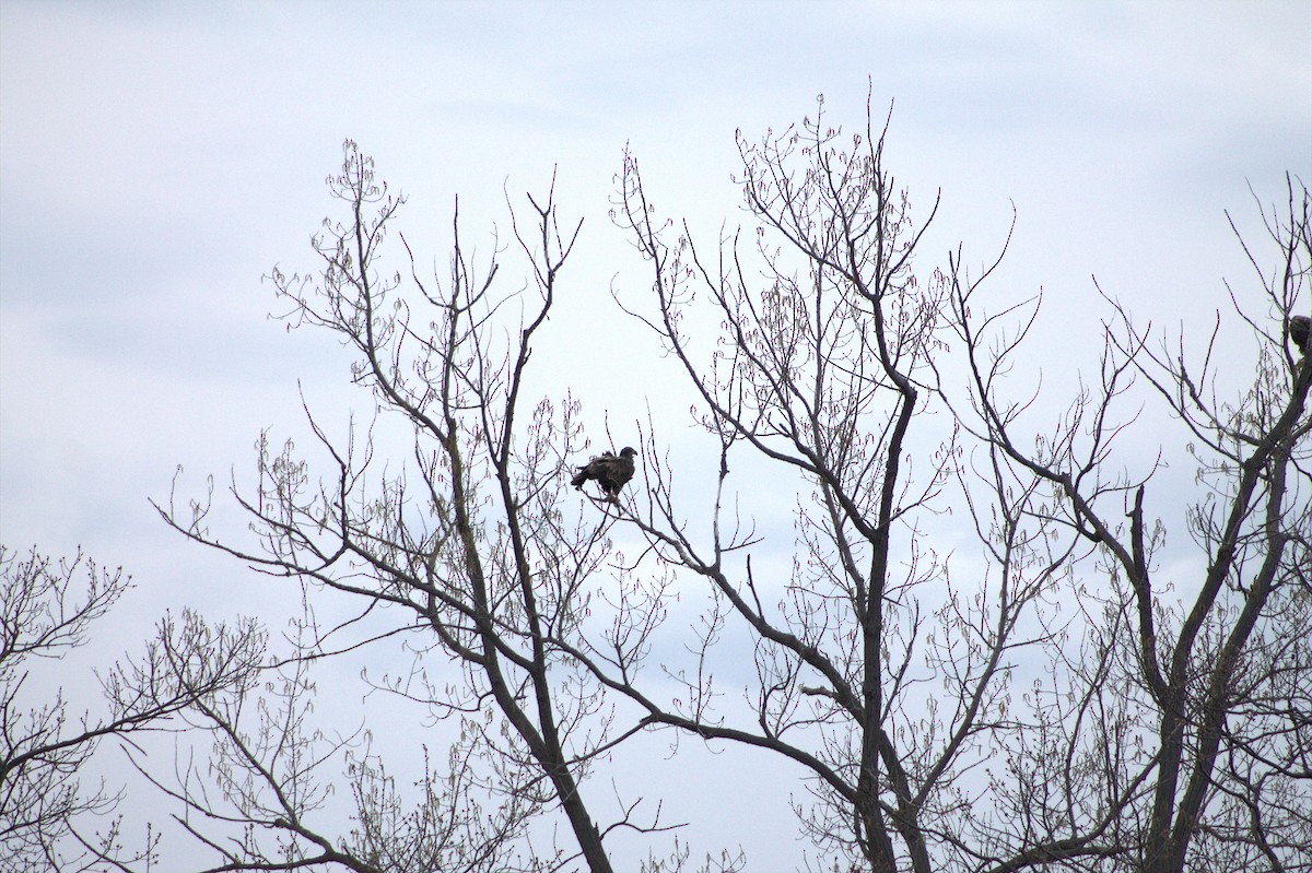 Bald Eagle - ML334765721