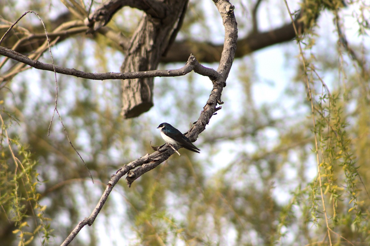 Tree Swallow - ML334766061